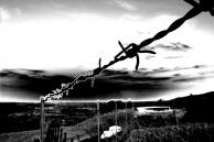 Barbed Wire